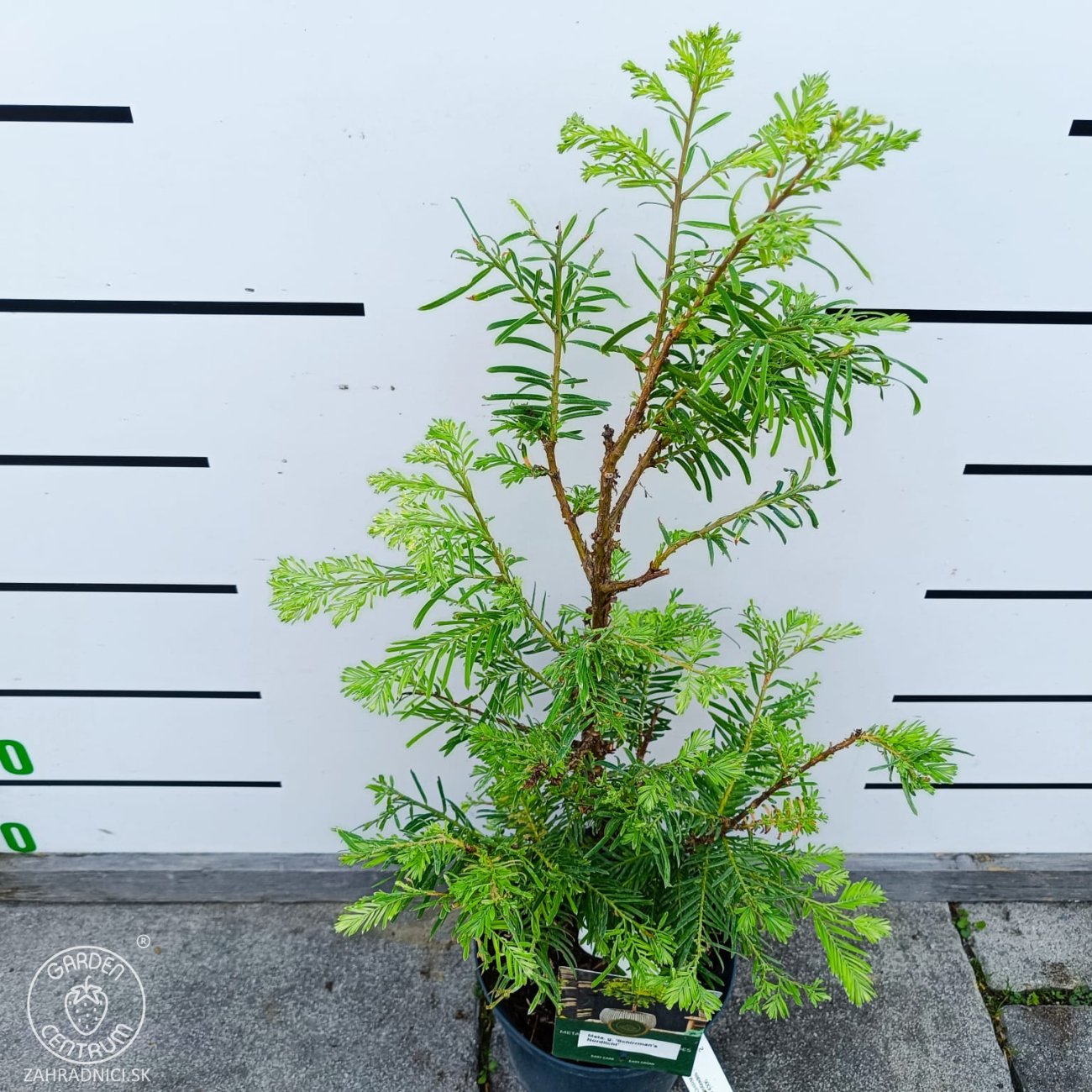 Obrázok Metasekvoja čínska (Metasequoia glyptostroboides) ´SCHIRMANS NORDLICHT´ - výška 50-70 cm, kont. C3L